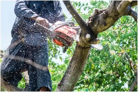 tree services Thornburg